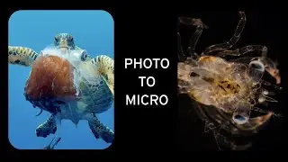 Wildlife photographer tries imaging microscopic creatures