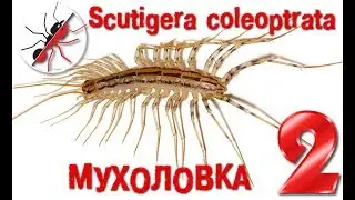 Scutigera coleoptrata against cockroach, ants and flycatcher