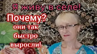 ЖИВЁМ В СЕЛЕ! ПОЧЕМУ ОНИ ТАК БЫСТРО ВЫРОСЛИ? ВКУСНЫЕ КОТЛЕТКИ.