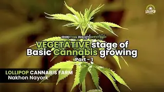 Vegetative Stage of Basic Cannabis Growing Part (1) - Lollipop Cannabis Farm #အပင်ကြီးထွားခြင်း