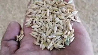 подработка ячменя 🙂
