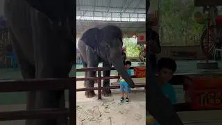 Pampered by majestic elephant 🐘, an experience of lifetime #travel #animal #nature #moments #shorts