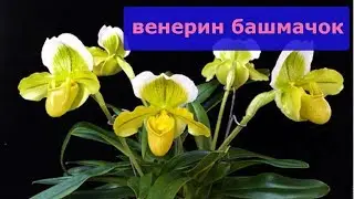 ПАФИОПЕДИЛУМ осматриваем с попугаем корневую.Пожелтел лист