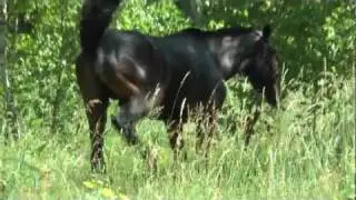 ВОРОНАЯ МАСТЬ И ВОСТОРГИ HD