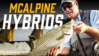 Catching Monster Hybrid Bass at McAlpine Dam!
