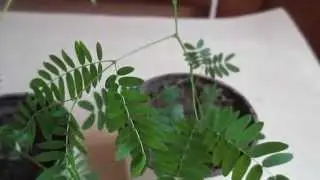 Покупки на aliexpress. Семена цветов из Китая. Покупки на Aliexpress. Семена цветов из Китая.