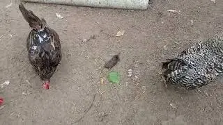 Проблема крота кур не касается!!))
