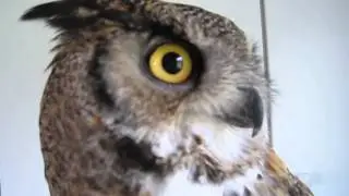 Owly