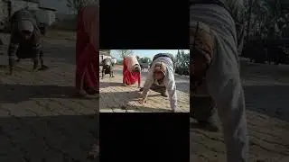 Ходят на четвереньках