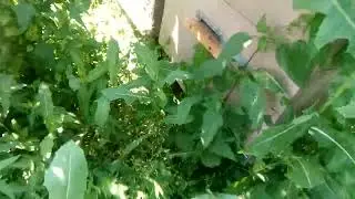 Почему я не скашиваю траву около улья