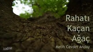 Eray Ertüren - Rahatı Kaçan Ağaç (Şiir : Melih Cevdet Anday)