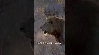 3 of the Nkuhlu males advanced deep into Ndhzenga male territory. The Ndhzenga males roared once….