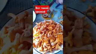 Вот такой у нас урожай 🍒🍎🌻🍓🍓🍓🍄