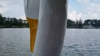 Swan lake Dalat. So many swans!