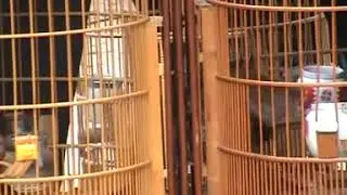 Hoa mi chiến