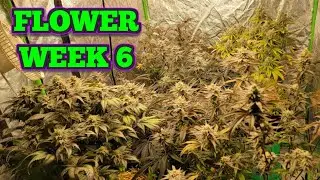 Grow Update: Week 6 of Flower!
