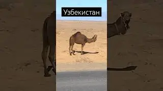 Узбекистан. Трасса Бухара-Нукус.