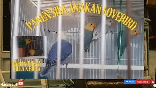 Panen sisa anakan lovebird biola dari indukan biola