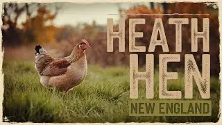 The Tragic Tale of the Heath Hen: New England's Lost Bird
