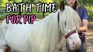 GIVING OUR NEW HORSE PIP A MUCH NEEDED BATH