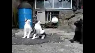 Funny Cute Cats Choir