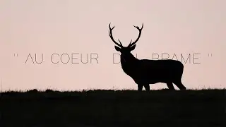 Au Coeur du Brame
