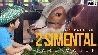 SIMENTAL FEEDER CATTLE JUST ARRIVED