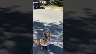 tell your dog i said hi