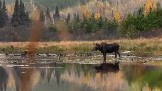 Solo Camping/Wildlife Photography Searching for Moose in Northern Minnesota. October 2021.