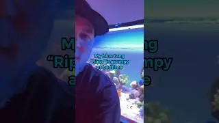 My fish is a jerk! lol - Captive Bred Blue Tang from Biota