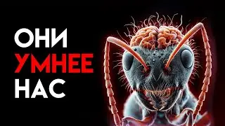 ANTS. The second civilization on Earth?