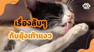 อุ้งเท้าแมว อวัยวะที่มีความลับซ่อนอยู่มากมาย | นุดรู้ไหม EP.12