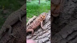 Juvenile & adult Bearded Dragon  Play Together outside for FIRST TIME | @ChuckNorrizBeardedDragons