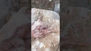 Израиль.Завтрак для дикого друга.