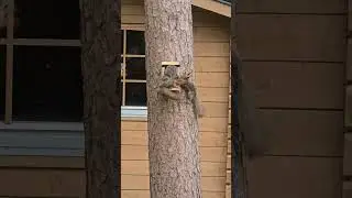 Four little squirrels eat in harmony.   Midsummer 2024