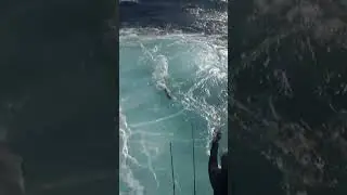 Giant Shark Eats a Sailfish in Big Money Sailfish Tournament