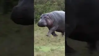 Бегемот потеет красным потом #Shorts