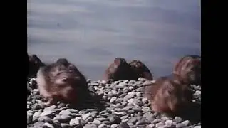 lemmings: Disney's White Wilderness