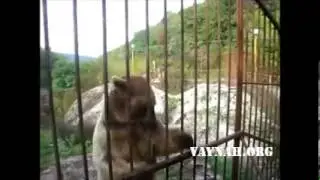 Хорошо воспитанный медведь в зоопарке
