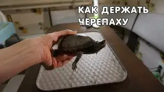 Как правильно держать черепаху