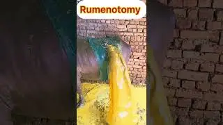 Rumenotomy