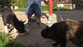 Прибыл щенок из питомника 