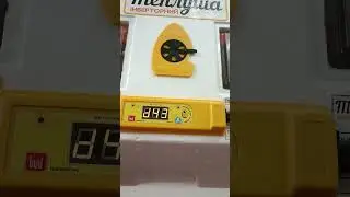 Суточные цыплята бройлеров КОББ 500(Белорусь)