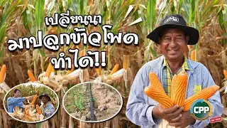 CPP Talk On Tour EP.5 : เปลี่ยนนามาปลูกข้าวโพดทำได้