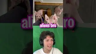 This Cat Looks Like An Alien! *CREEPY* 