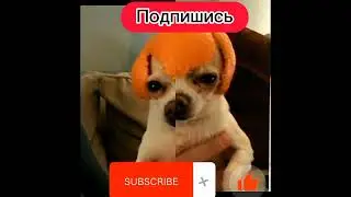 мем с песиком.