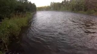 Saumon grills / rivière Mitis/ juillet 2014
