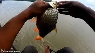 istimewa!! ikan tawes babon pada ngumpul. tetangga makin panas.
