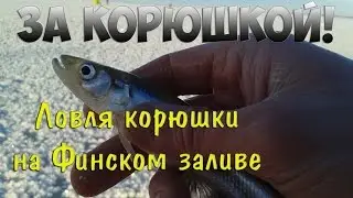 Ловля корюшки на Финском заливе
