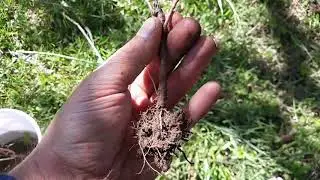How to Find FREE Apple Tree Rootstock